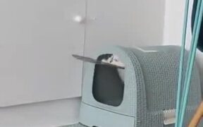 Cat Successfully Fails Escape Mission - Animals - VIDEOTIME.COM