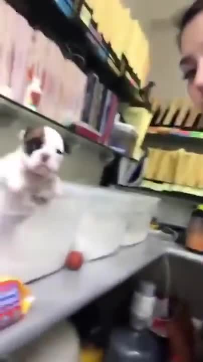 Tiny Puppy Tries To Throw A Punch