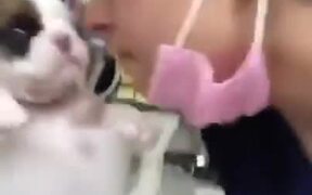Tiny Puppy Tries To Throw A Punch - Animals - VIDEOTIME.COM