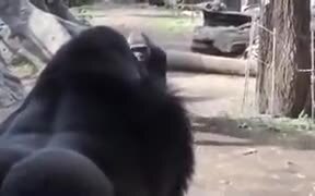 Dad Gorilla Steals Baby From Mom Gorilla To Play - Animals - VIDEOTIME.COM