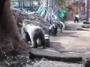 Dad Gorilla Steals Baby From Mom Gorilla To Play
