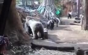 Dad Gorilla Steals Baby From Mom Gorilla To Play - Animals - VIDEOTIME.COM
