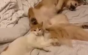 Cat Gets Bonked On The Head By Dog - Animals - VIDEOTIME.COM