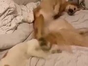 Cat Gets Bonked On The Head By Dog