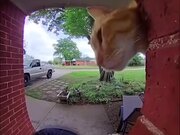 Cat Gets Locked Outside