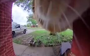 Cat Gets Locked Outside - Animals - VIDEOTIME.COM