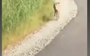 Baby Deer Nopes The Heck Out Prancing Away - Animals - VIDEOTIME.COM