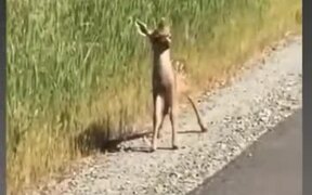 Baby Deer Nopes The Heck Out Prancing Away - Animals - VIDEOTIME.COM