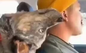 No Wonder Dogs Are Man's Best Friend - Animals - VIDEOTIME.COM