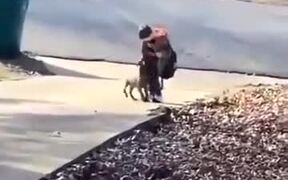 Happy Puppy Runs To Receive Child From The School - Animals - VIDEOTIME.COM