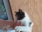 Fiesty Kitten Doesn't Believe In Sharing Anything