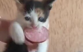 Fiesty Kitten Doesn't Believe In Sharing Anything - Animals - VIDEOTIME.COM