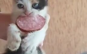 Fiesty Kitten Doesn't Believe In Sharing Anything