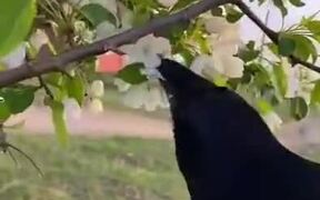 Pet Raven Gifts Man Some Flowers - Animals - VIDEOTIME.COM