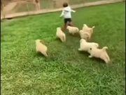 Little Boy Gets Attacked By Hoards Of Puppies