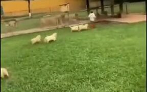 Little Boy Gets Attacked By Hoards Of Puppies - Animals - VIDEOTIME.COM