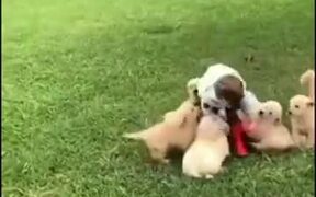 Little Boy Gets Attacked By Hoards Of Puppies - Animals - VIDEOTIME.COM