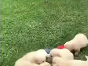 Little Boy Gets Attacked By Hoards Of Puppies