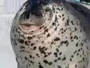 The Seal That Had No Neck