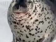 The Seal That Had No Neck