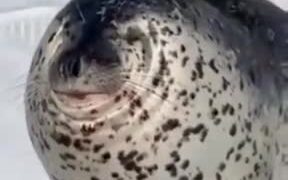 The Seal That Had No Neck - Animals - VIDEOTIME.COM