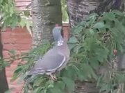 Bird Struggles With Trying To Eat A Cherry