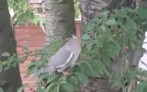 Bird Struggles With Trying To Eat A Cherry - Animals - VIDEOTIME.COM