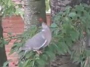 Bird Struggles With Trying To Eat A Cherry