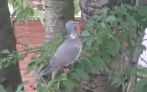 Bird Struggles With Trying To Eat A Cherry - Animals - VIDEOTIME.COM