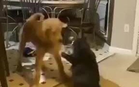 Puppy Wants To Play, Cat Makes It Pay - Animals - VIDEOTIME.COM
