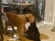 Puppy Wants To Play, Cat Makes It Pay