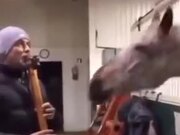 Horse Totally Vibing With The Music