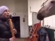 Horse Totally Vibing With The Music