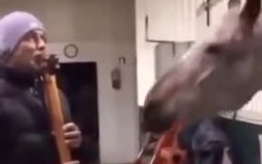 Horse Totally Vibing With The Music - Animals - VIDEOTIME.COM