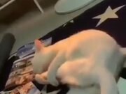 Cat Loses Control Of Its Leg And Kicks Itself
