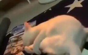 Cat Loses Control Of Its Leg And Kicks Itself - Animals - VIDEOTIME.COM