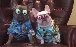 Doggos With Googly Eyes Ready To Hit The Vacation - Animals - VIDEOTIME.COM