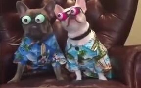 Doggos With Googly Eyes Ready To Hit The Vacation - Animals - VIDEOTIME.COM