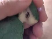 Parrot Really Loves Some Head Scratches