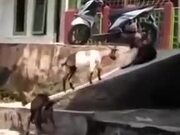 Goats Slipping Around And Having Fun