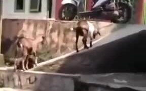 Goats Slipping Around And Having Fun - Animals - VIDEOTIME.COM