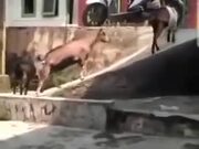 Goats Slipping Around And Having Fun