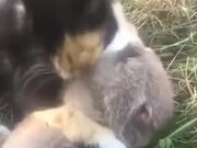 Beautiful Friendship Between A Rat And A Cat
