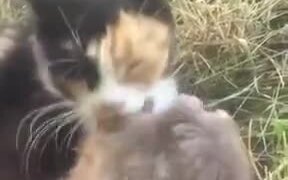 Beautiful Friendship Between A Rat And A Cat - Animals - VIDEOTIME.COM