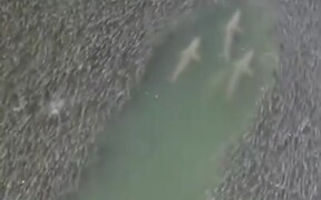 Sharks Moving Through An Enormous Shoal Of Fishes