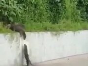 Otters Never Leave Their Family Alone