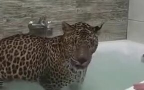 Leopard Enjoys A Bath In A Bathtub Like A Dog - Animals - VIDEOTIME.COM
