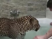 Leopard Enjoys A Bath In A Bathtub Like A Dog
