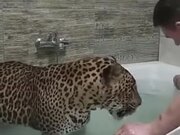 Leopard Enjoys A Bath In A Bathtub Like A Dog