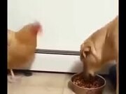 Chicken Be Like "Just A Piece, Come On!"